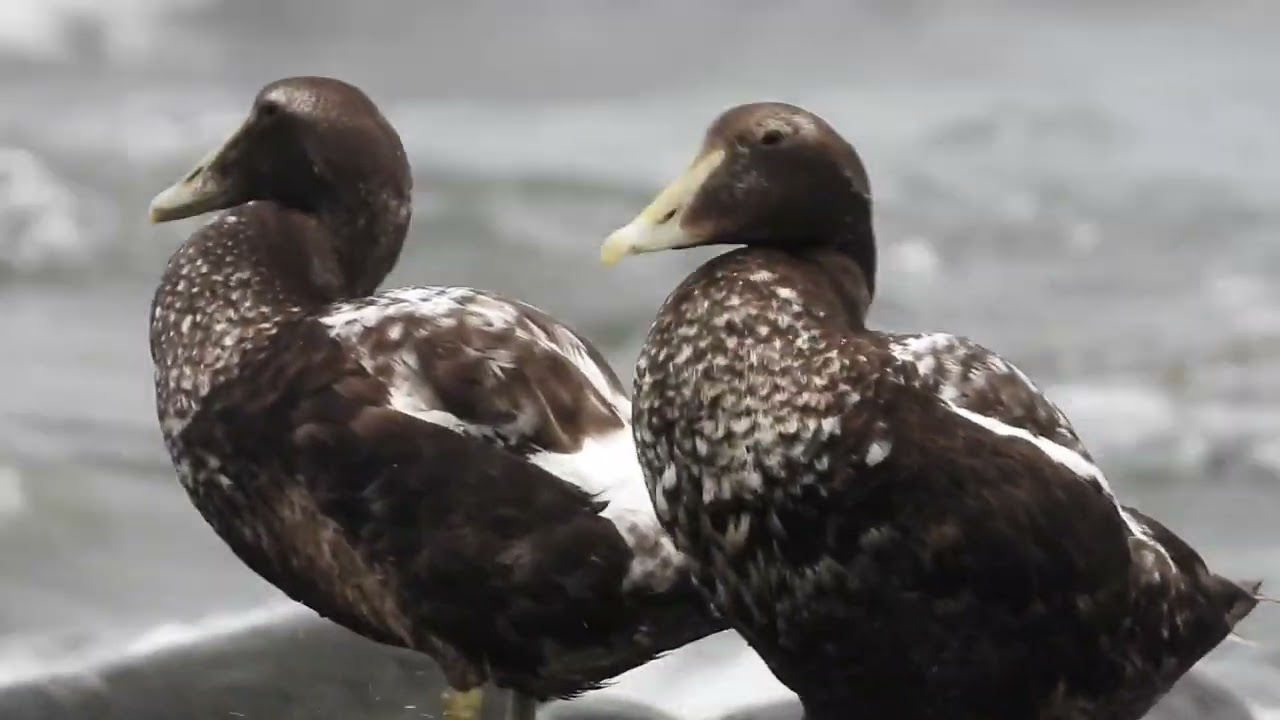 nikon coolpix p1000 + rode stereo video pro mic