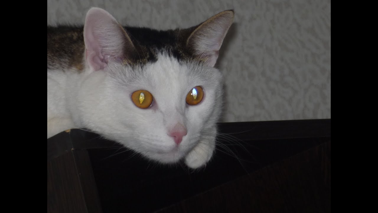 Наглый Басик (монтаж пк) - YouTube