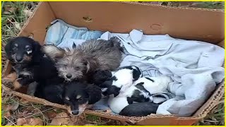 Our Mom were Gone! 9 Helpless Puppies Tearfully Beg for Help