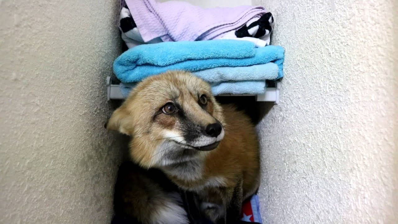 Loki the Red Fox wants the tag from bracket in the bathroom - YouTube