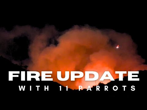 La Fire Update 🔥| Prepping My Birds In Case Of Evacuation #palisadesfire