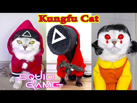 Thú Cưng TV | Mèo Kungfu #7 mèo thông minh vui nhộn | Pets funny cute smart cat