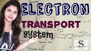 Electron transport chain ETC/ETS // Cellular respiration