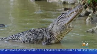 Florida Sish And Wildlife Extend Hours For Alligator Hunting Season