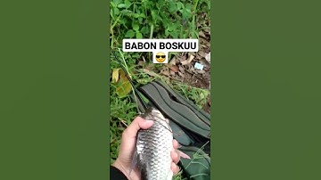 Babon bosku #short #shortvideo #shorts #shortsvideo #shortsfeed #fyp #mancing #borongan #fishing