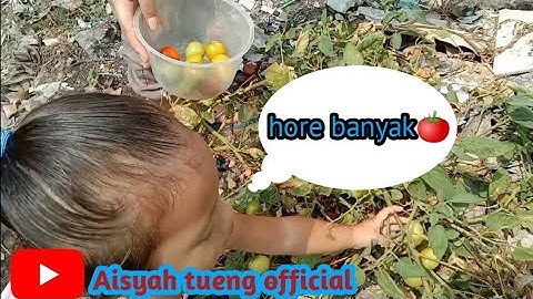 PANEN TOMAT DI BELAKANG RUMAH !!! #panentomat #anaklucu