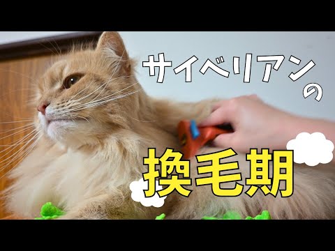 サイベリアンの換毛期が始まりました💦【多頭飼い】