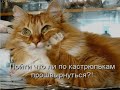 Забавно про котов (выпуск 1)... Картинки для хорошего настроения