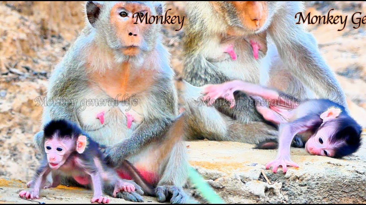 Adorable..! A small baby newborn is training to walk with shaking feet
