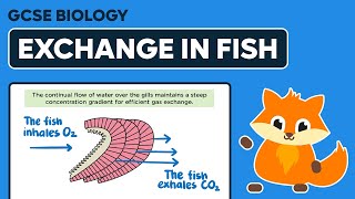 Exchange and Diffusion in Fish  - GCSE Biology