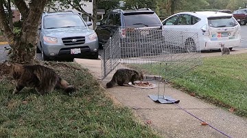 How to Use a Tomahawk Drop Trap