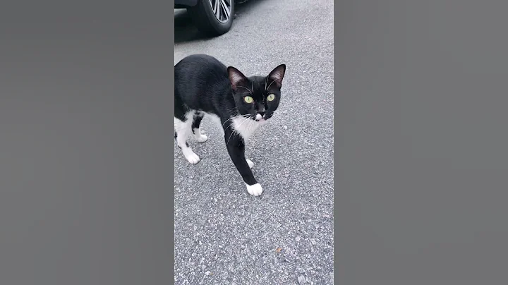 Video 6353701: cute stray cat