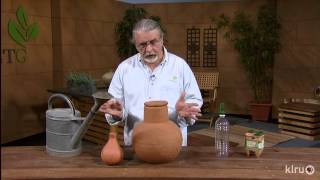 Watering with ollas|John Dromgoole|Central Texas Gardener