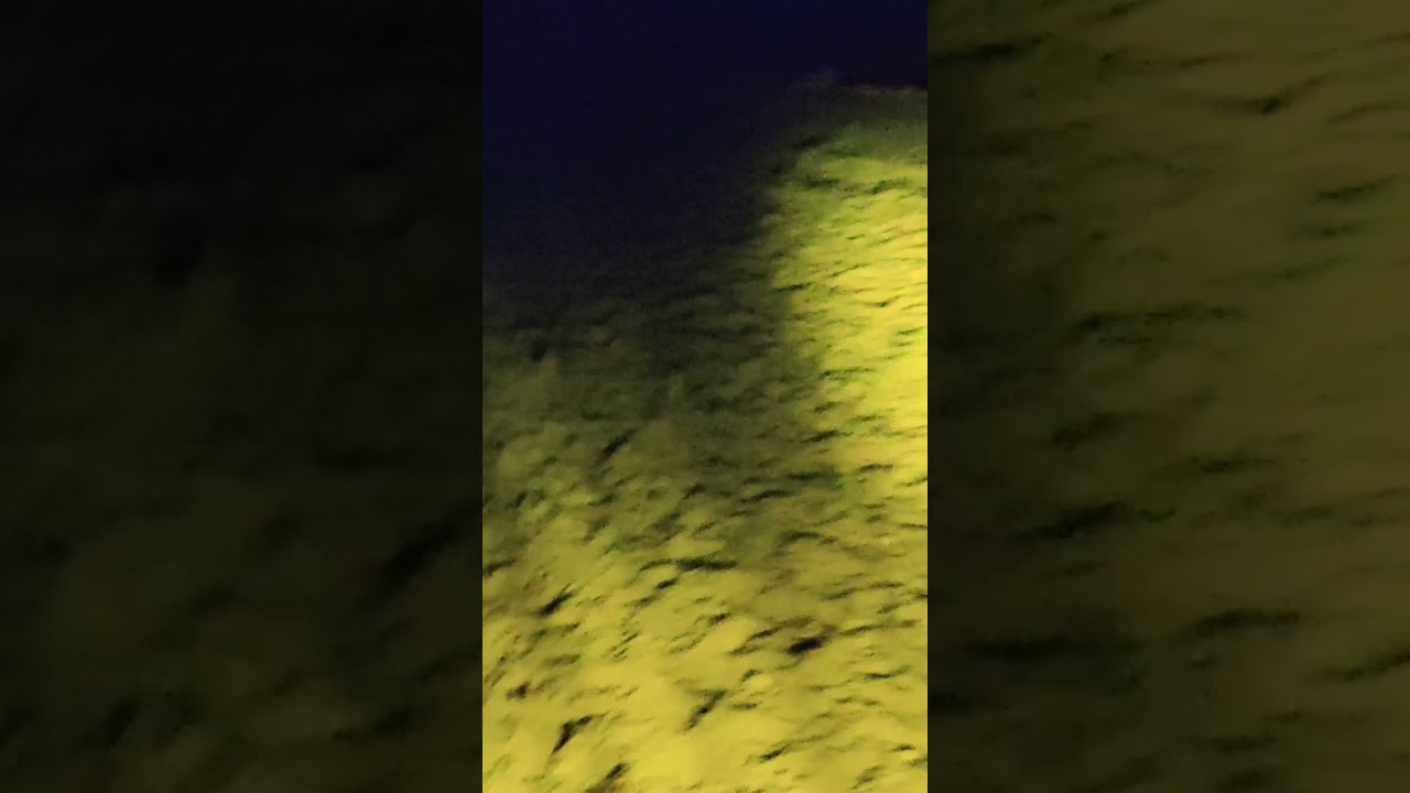 Wild boar Hunting in night Time 