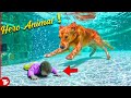 Animal Saving Human Lives Moments CAUGHT ON CAMERA!