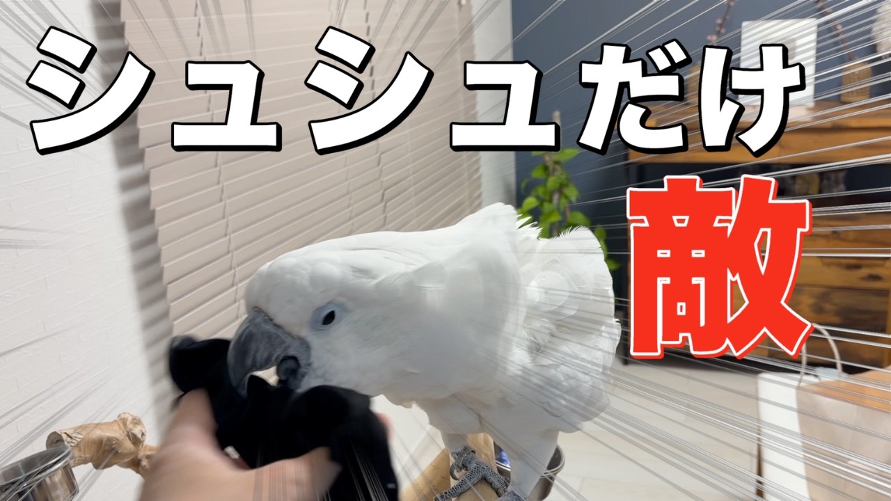 ゆきまる氏、シュシュだけ敵だと思ってます