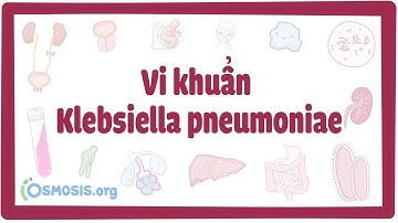 Vi khuẩn Klebsiella pneumoniae