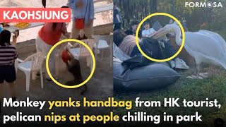 Macaque yanks tourist handbag, pelican nips at scared visitors｜Taiwan News