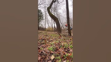 HOW I cut 🪓 a leaning #tree #logger #chainsawman #stihl #tutorial #diy