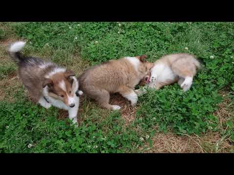 ラフコリーMotherlakecollies　PAMの子　生後４９日目20200509a
