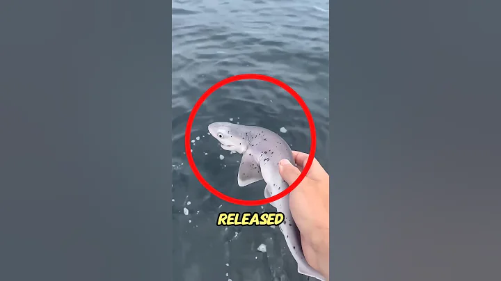 This Man Caught a Smiling Shark… But What Happened Years Later Will Shock You 🦈😮 #shorts