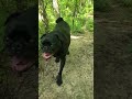 🐾 Boris the Animal Conquers the Mountain! | Epic Pug Adventure with Tongue Out 😂🏔️
