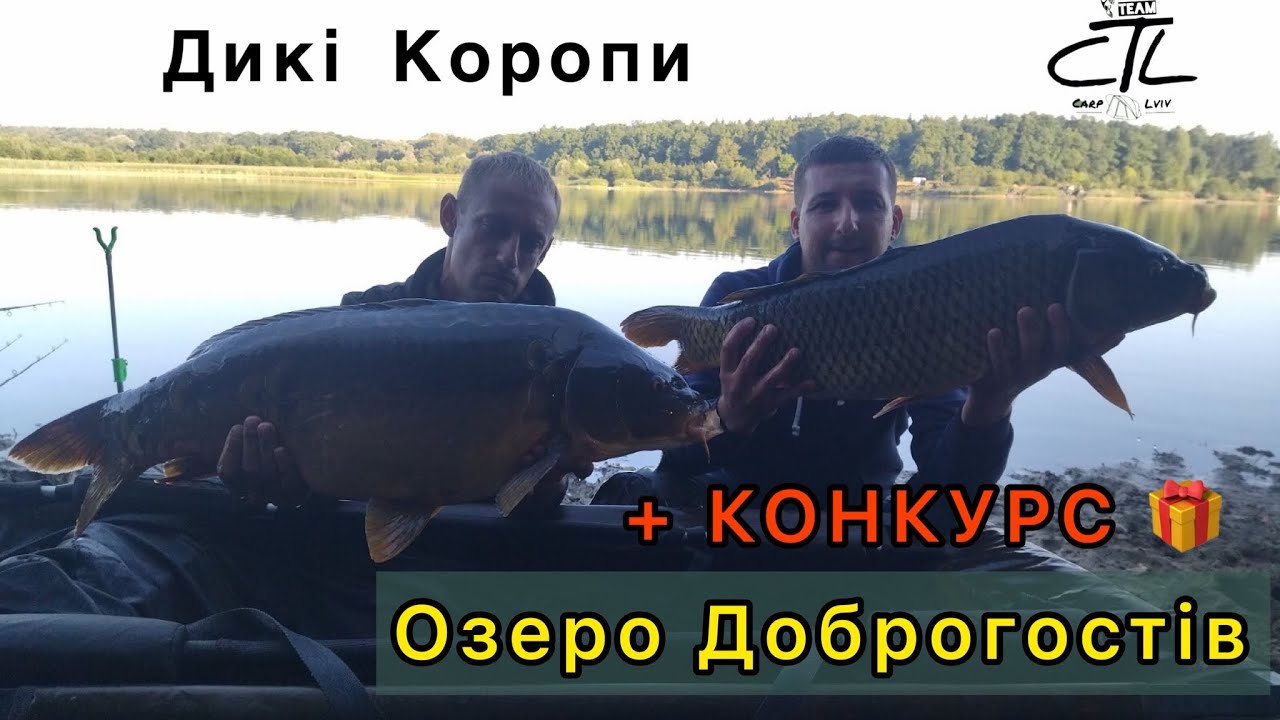 Дикі коропи озера Доброгостів