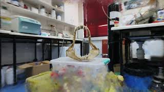 Shark Jaw nerfstudio reconstruction 2