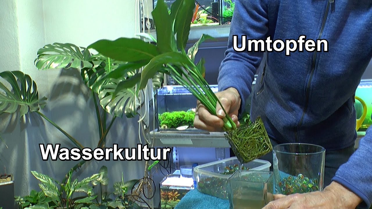 Wasserkultur das Umpflanzen der Zwergblattfahne in ein größeres Glas