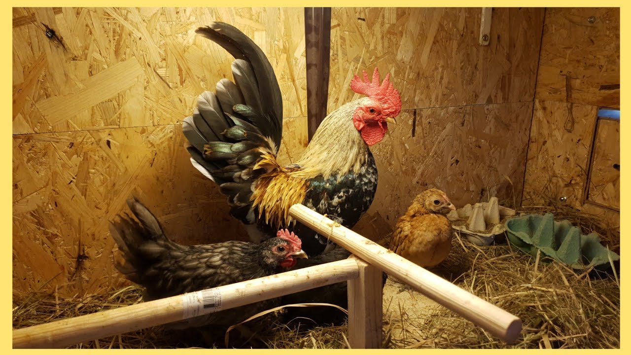 Nowy Nabytek !!! *Najmniejsze kury świata*