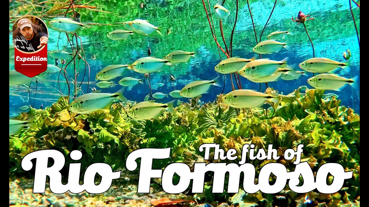 Piranhas, Pacus & Armoured Catfish! Exploring a hidden spring next to  Brazil’s Rio Formoso