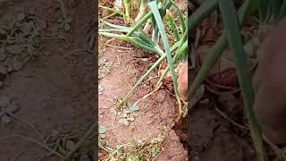 onions seeds planting #how to grow onions at home #onions nursery #onion seeds germination
