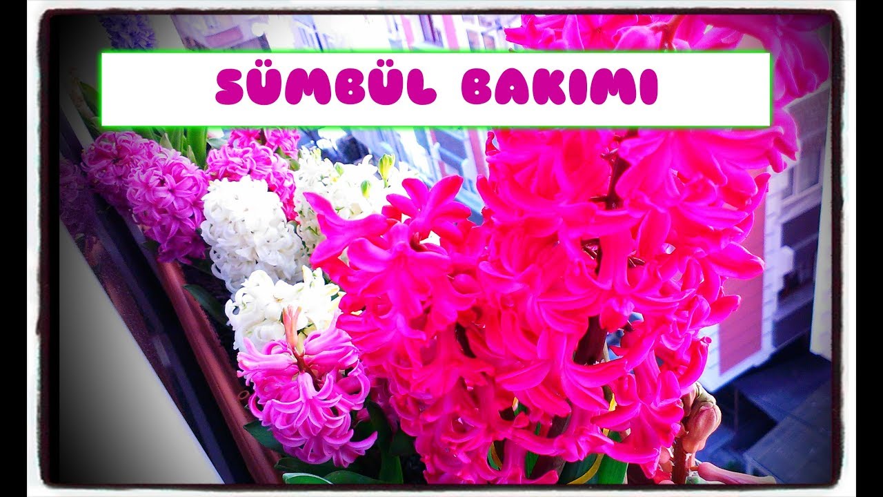 SÜMBÜL BAKIMI (HYACİNTHUS)