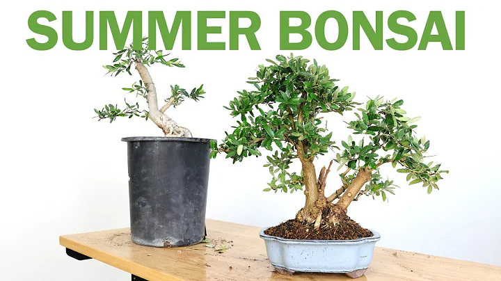 Making an Olive Bonsai in 4 Months over the Summer