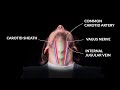 How to Perform An Emergent Cricothyrotomy: Emergency Medicine -- Your Design Medical