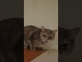 А у Миси сегодня Днюха
