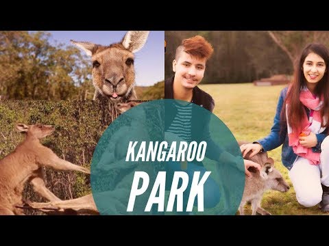 The Best Place to see kangaroos in Australia II Travel Vlog ll 01