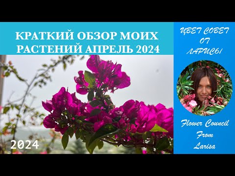 КРАТКИЙ ОБЗОР ЦВЕТУЩИХ