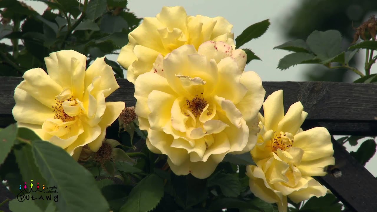 Parki i skwery miasta Puławy