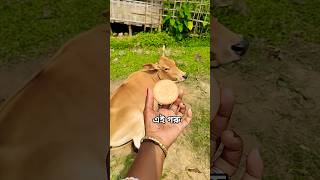 #funny #cow #comedy @chumkimohanta3679