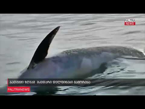ბათუმში ზღვამ მკვდარი დელფინი გამორიყა