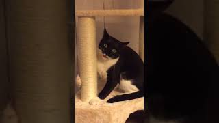 Video of adoptable pet named Fendi is fun!