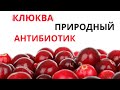 Клюква от многих заболеваний при САХАРНОМ ДИАБЕТЕ и не только. Врачи советуют для профилактики РАКА!