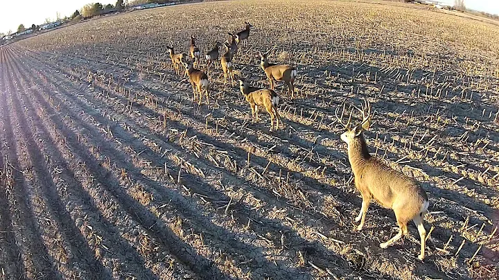 Drone scopes out mule deer