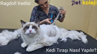 Kedi Tıraşı Yapan Pet Kuaförü - Ragdoll Kedisi Tıraşı ve Bakımı