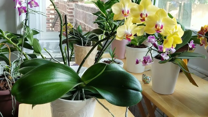 Top 7 Ways to Clean Orchid Leaves That Actually Work 