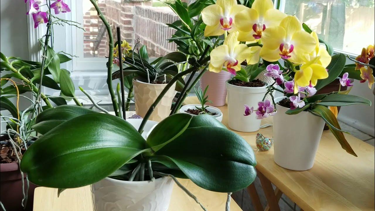 How Do I Keep My Orchid Leaves Shiny & Healthy? Watch Me Clean an