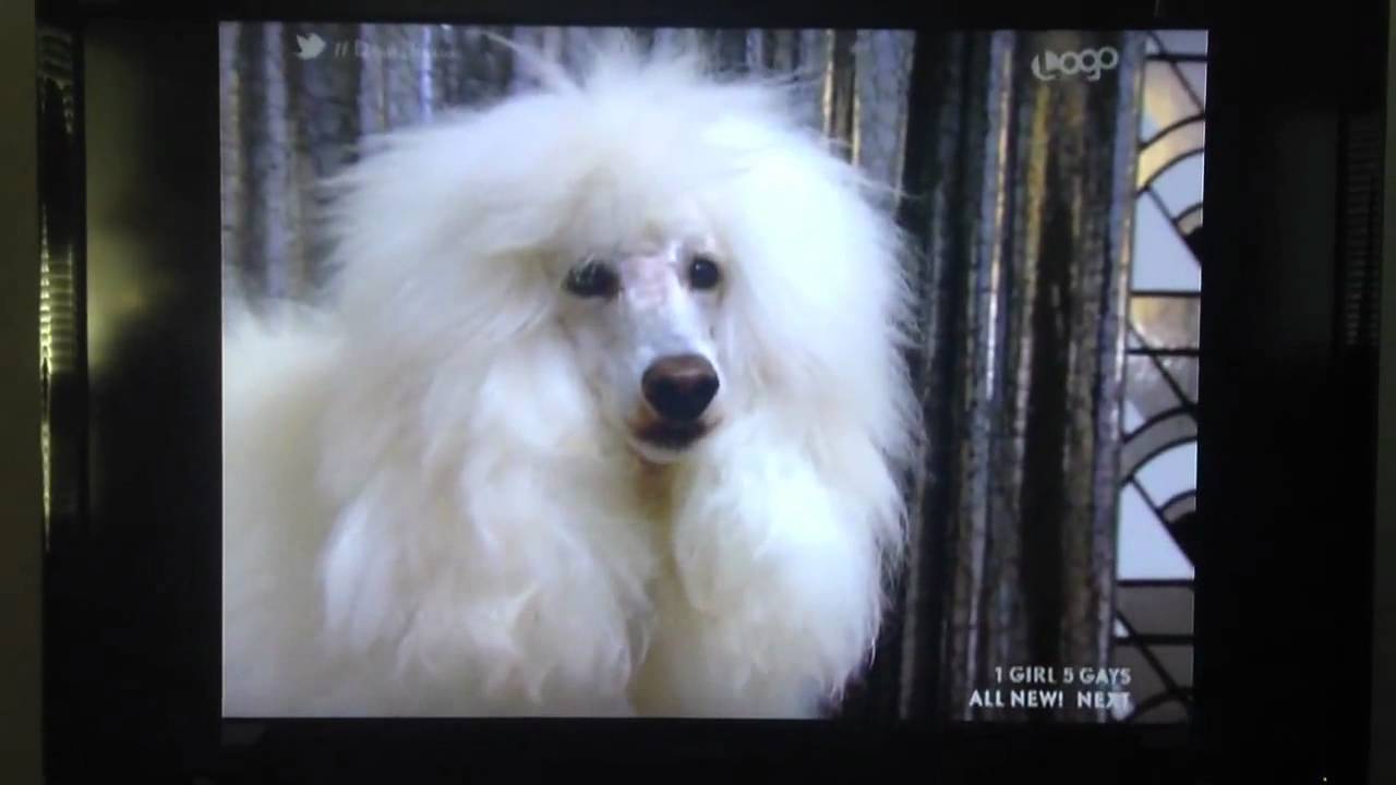 RuPaul's Drag Race - Dog Parody