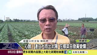 1080822 心酸！連日大雨出太陽 花椰菜田發黃變爛