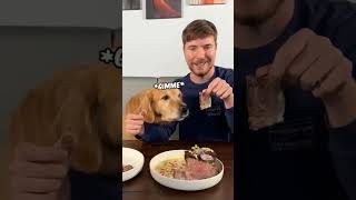 Mrbeast 10-10,000 Dog Food